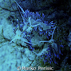 Chasing tails Flabellina (Flabellina affinis)  by Marko Perisic 